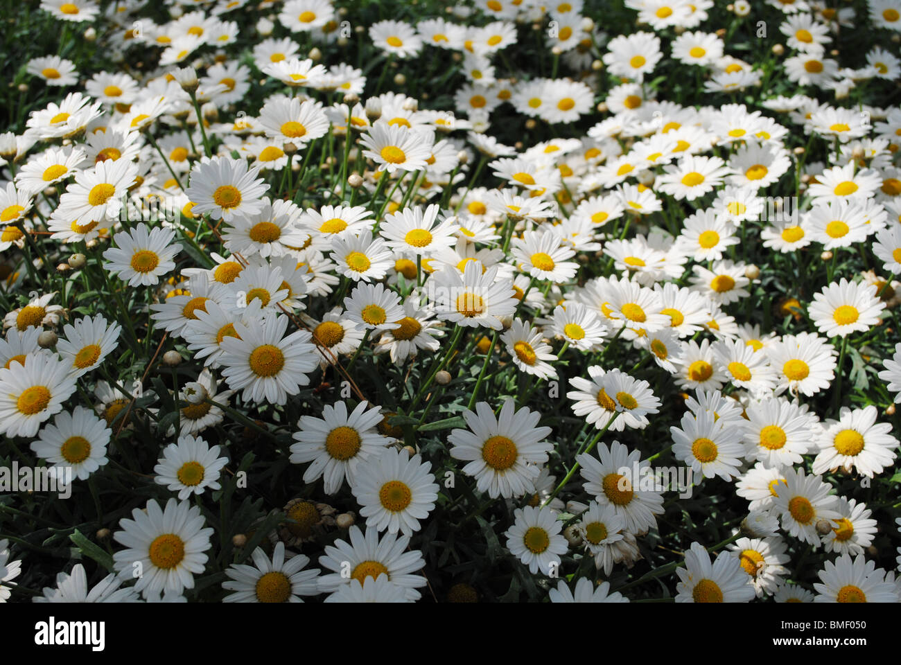 Gänseblümchen im Blumenbeet, Italien Stockfoto