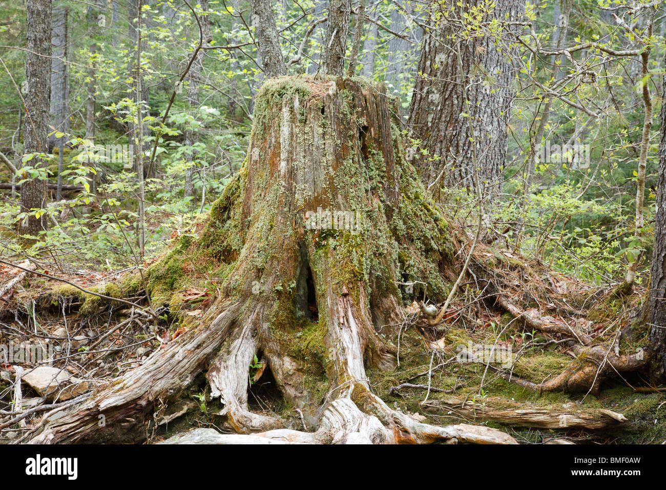 Faulenden Baumstumpf im Wald von Lincoln, New Hampshire, USA. Stockfoto
