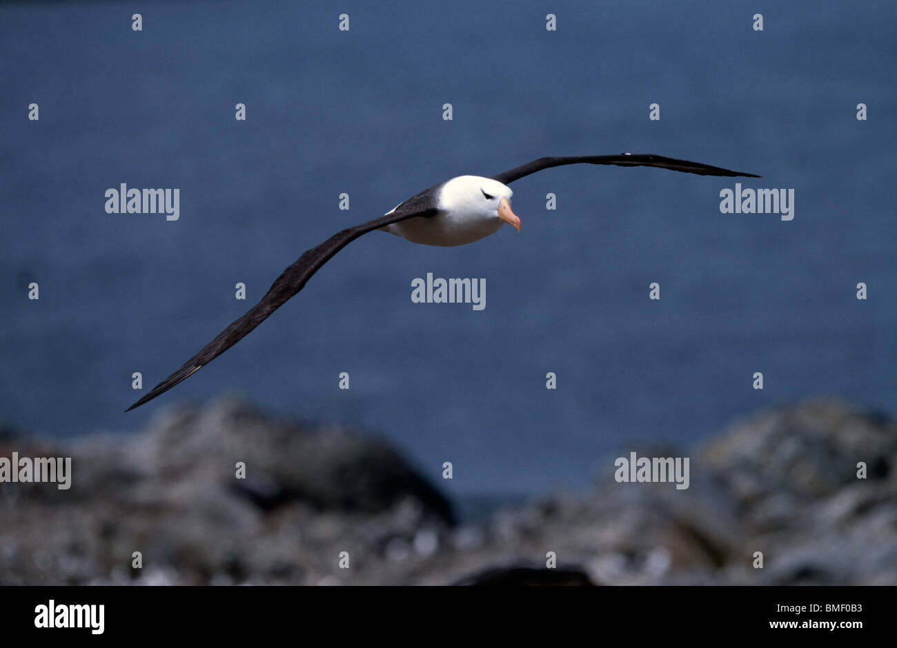 Black-Browed Albatross, Steeple Jason, Falkland Stockfoto