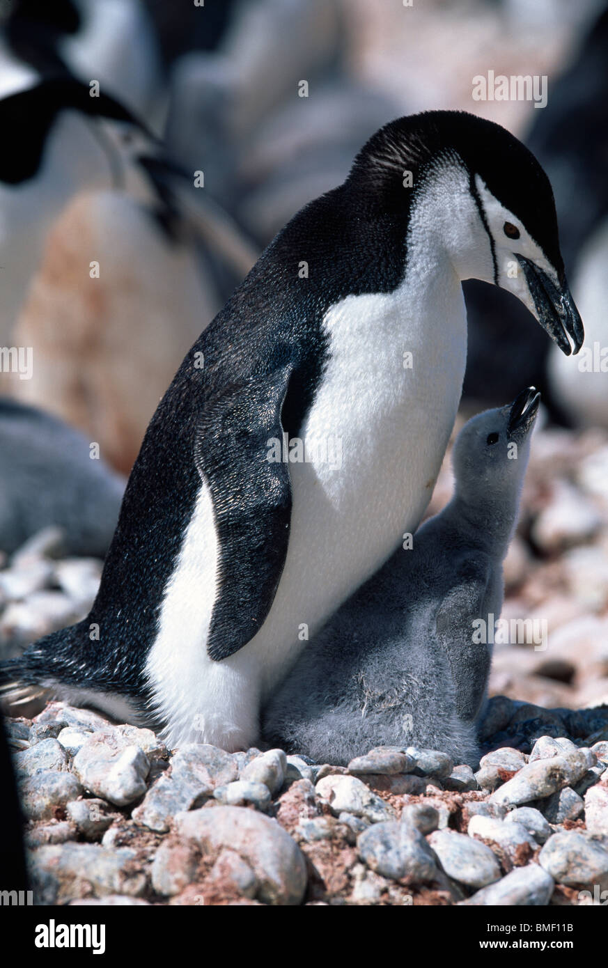 Kinnriemen Pinguin mit Küken, Cooper Bay, Süd-Georgien Stockfoto