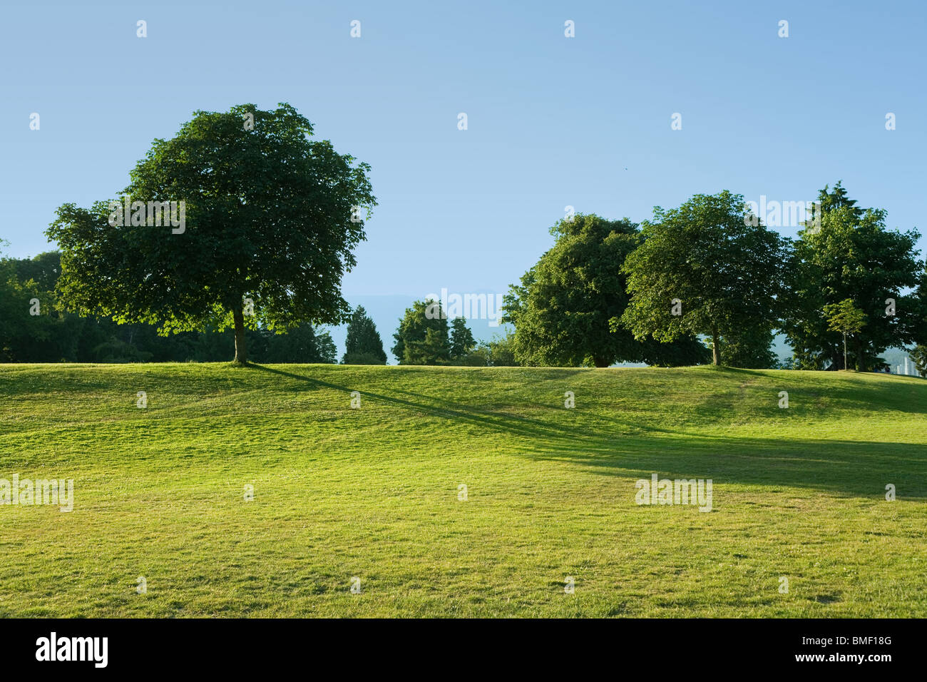 Grüner Rasen und Baum für Hintergrund Stockfoto