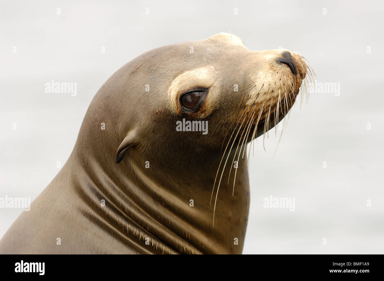 Foto Profil Nahaufnahme von einem jugendlichen California sea lion, Moss Landing, Kalifornien, Mai 2010. Stockfoto