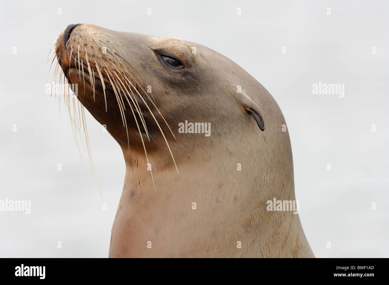 Foto Profil Nahaufnahme von einem jugendlichen California sea lion, Moss Landing, Kalifornien, Mai 2010. Stockfoto