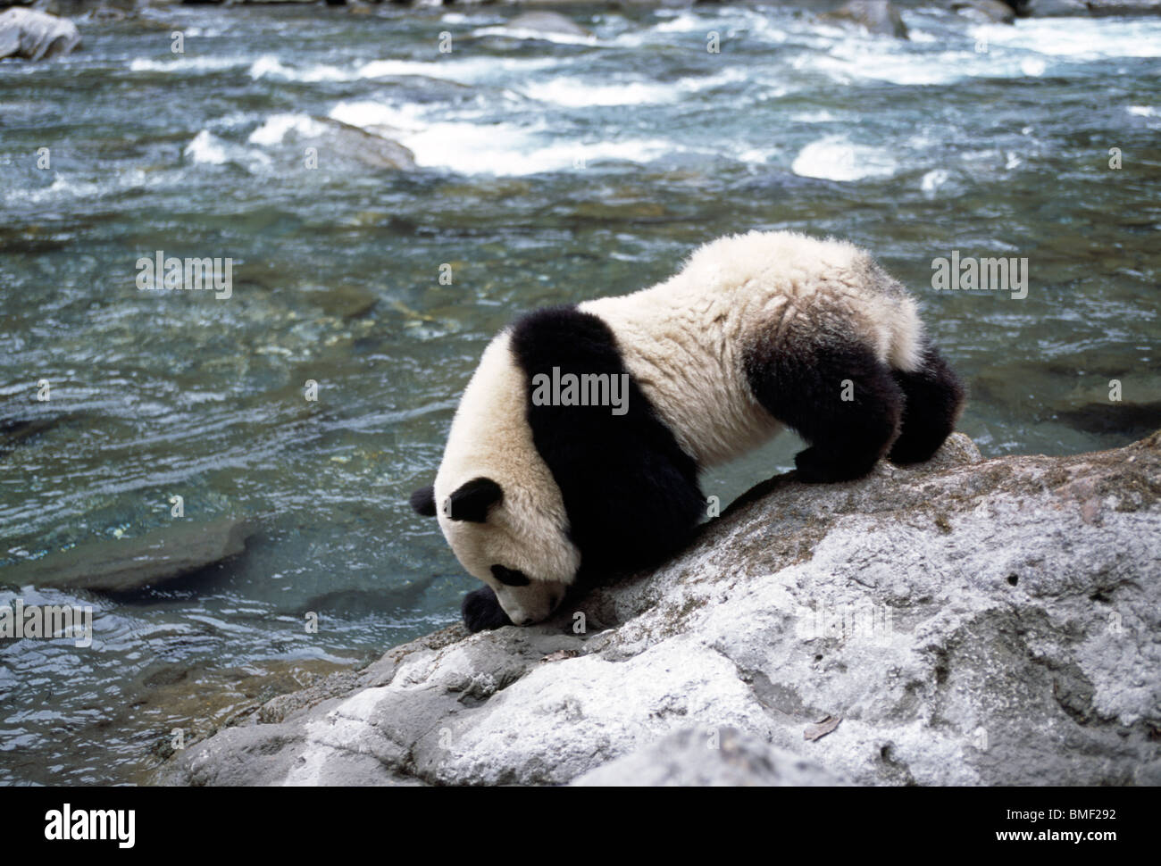 Giant Panda neben Fluss, Sichuan, China Stockfoto