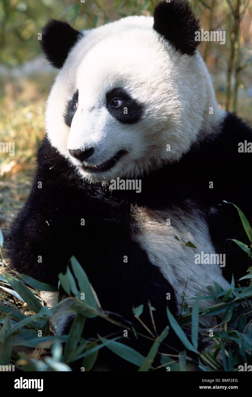 Giant Panda, Sichuan, China Stockfoto