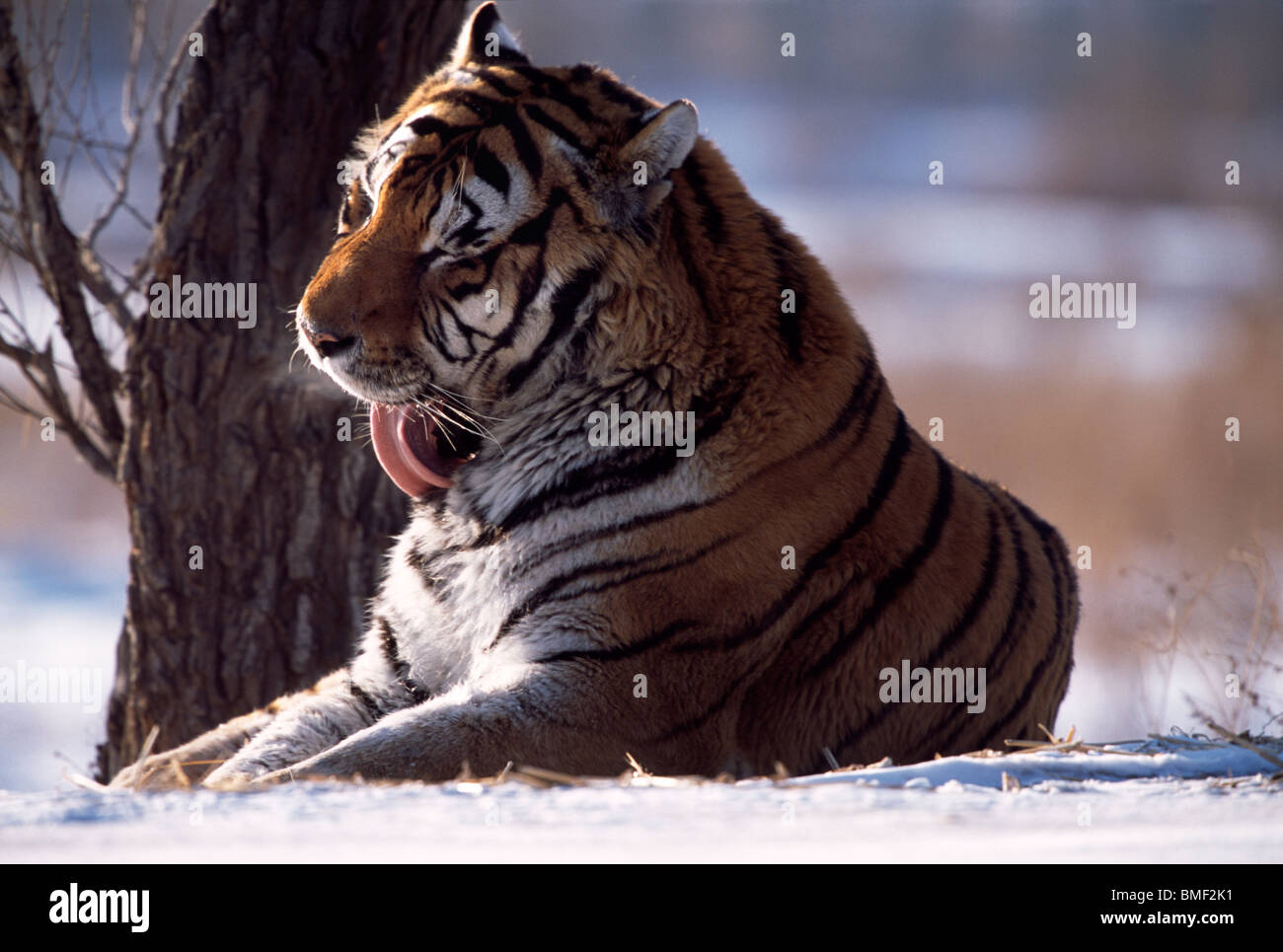 Sibirischer Tiger, Nordchina Stockfoto