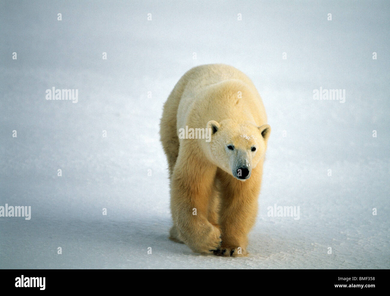 Eisbär, Cape Churchill, Manitoba, Kanada. Stockfoto