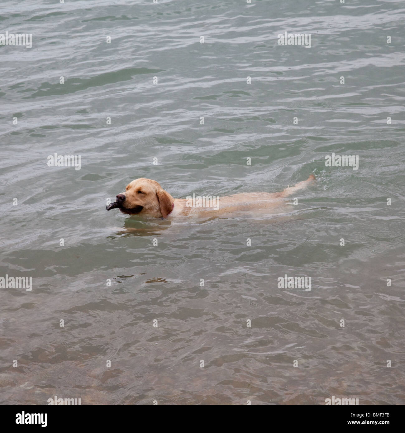 Labrador Hund schwimmt im Meer auf Hayling Island , Hampshire, England. Stockfoto