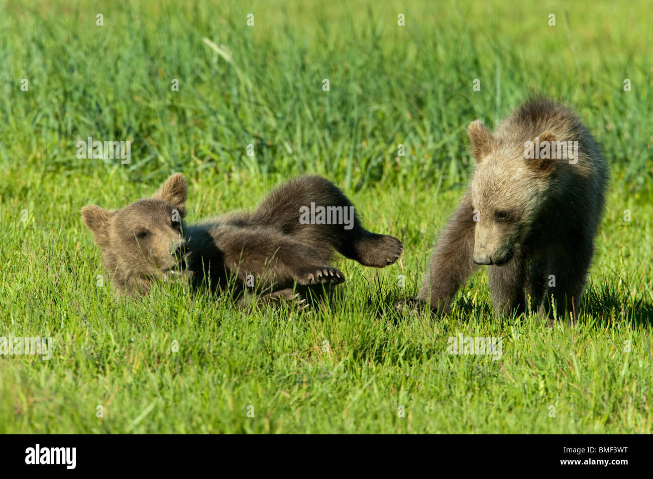 Braunbären, Katmai Nationalpark, Alaska Stockfoto