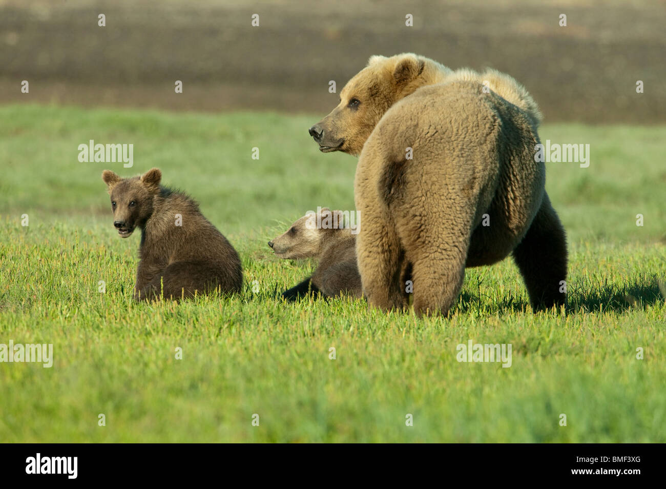 Braunbären, Katmai Nationalpark, Alaska Stockfoto