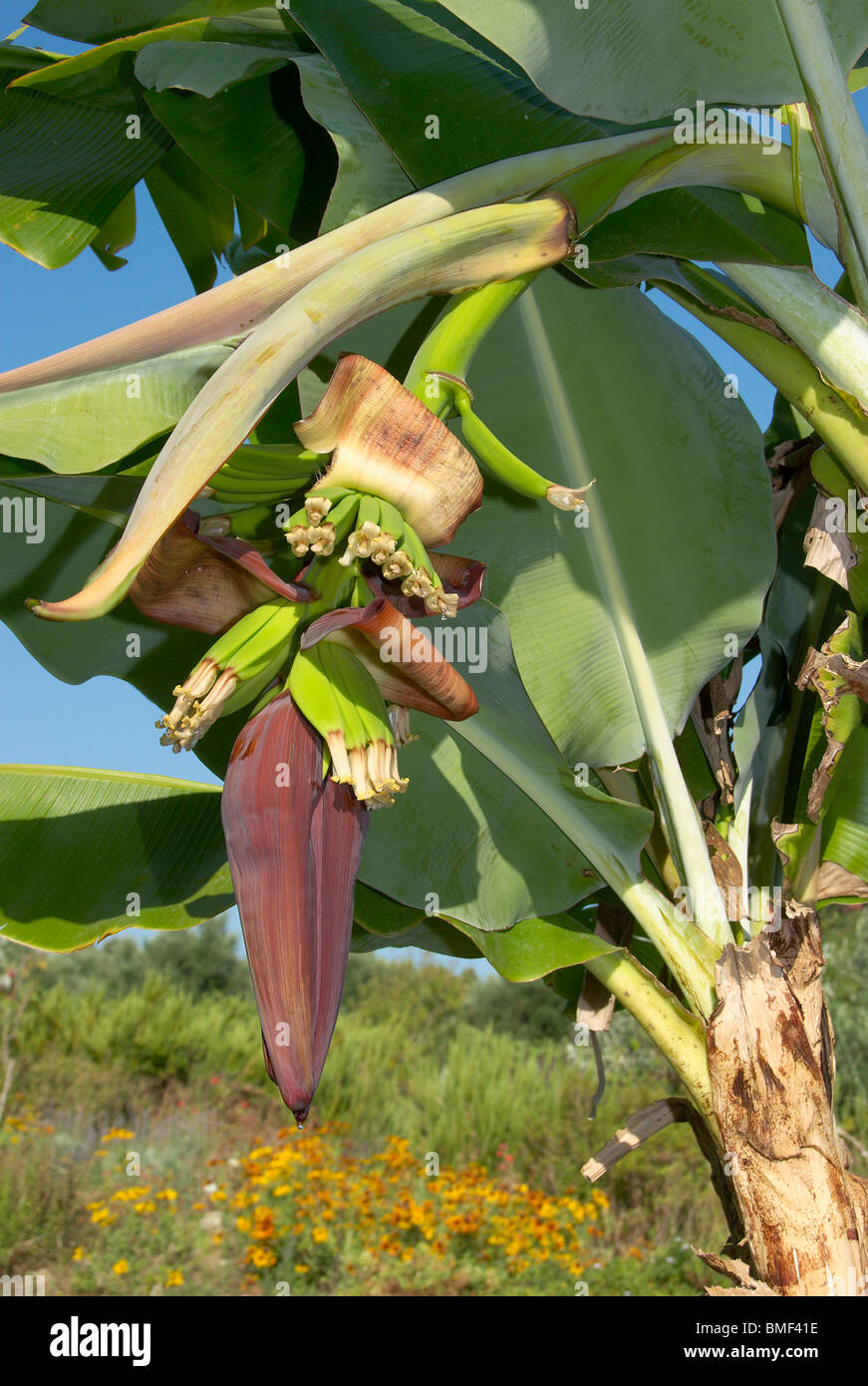 BananenPalme mit unreife Frucht und Blume Stockfoto, Bild