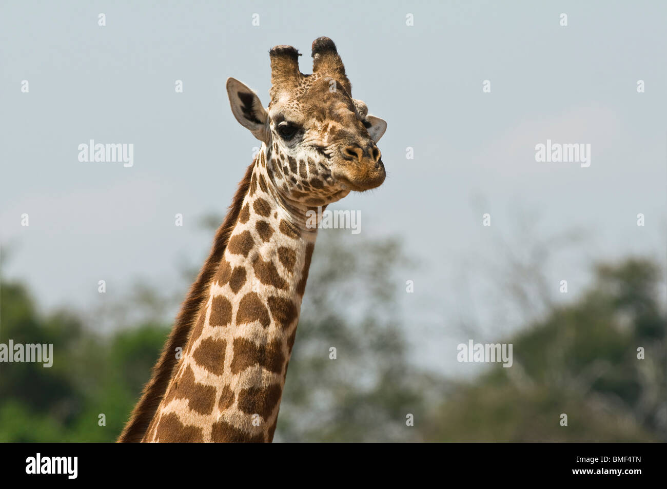 Masai-Giraffe (Giraffa Plancius Tippelskirchi) - single-erwachsenen männlichen Bull Giraffe in Nahaufnahme in Balz, Tsavo Ost, Kenia Stockfoto