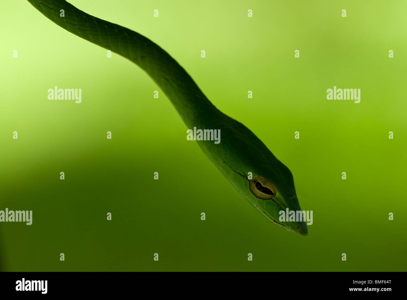 Oriental Whip Snake, grüne Ranke Schlange Ahaetulla prasina Stockfoto