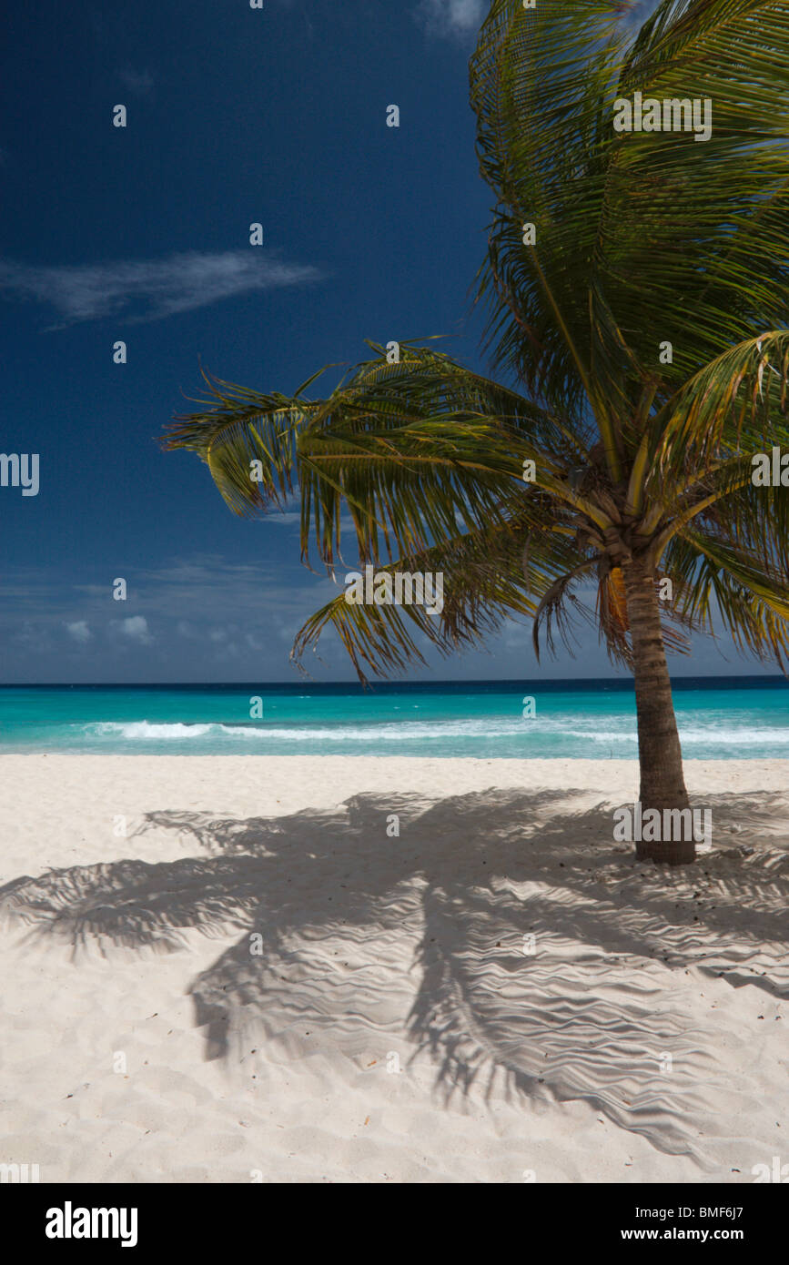 Palm Tree Gießen Schatten am Sandstrand an der St. Lawrence Gap, Barbados, mit blauer Himmel, weiße Wolken und azurblauen Meer im Hintergrund Stockfoto