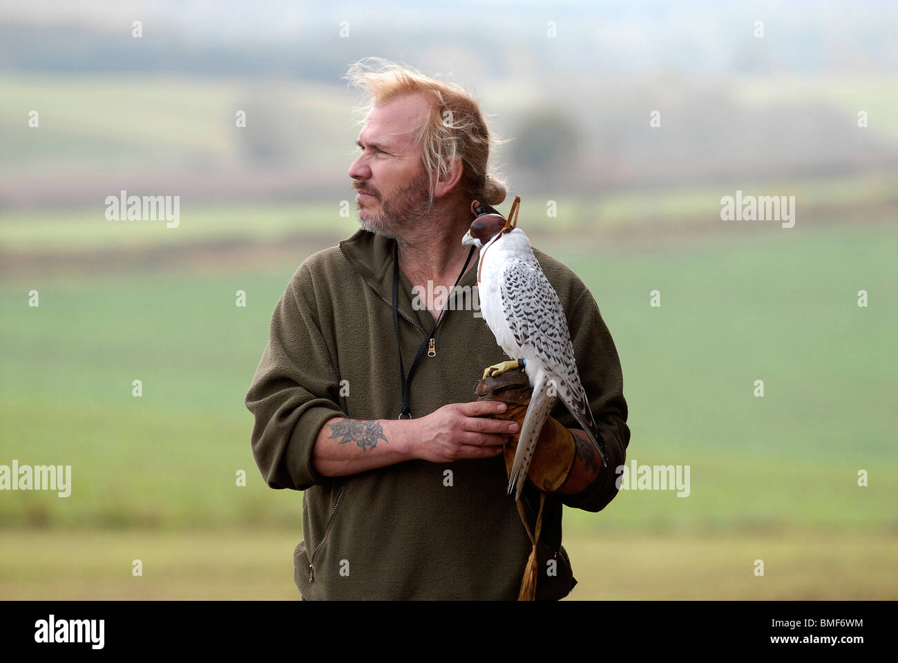 Terzel männliche Gerfalken "mit Bill Pinchers auf einem Bauernhof in der Nähe von Wombourne, Staffordshire Odin' Stockfoto