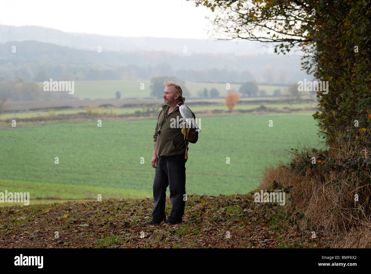 Terzel männliche Gerfalken "mit Bill Pinchers auf einem Bauernhof in der Nähe von Wombourne, Staffordshire Odin' Stockfoto