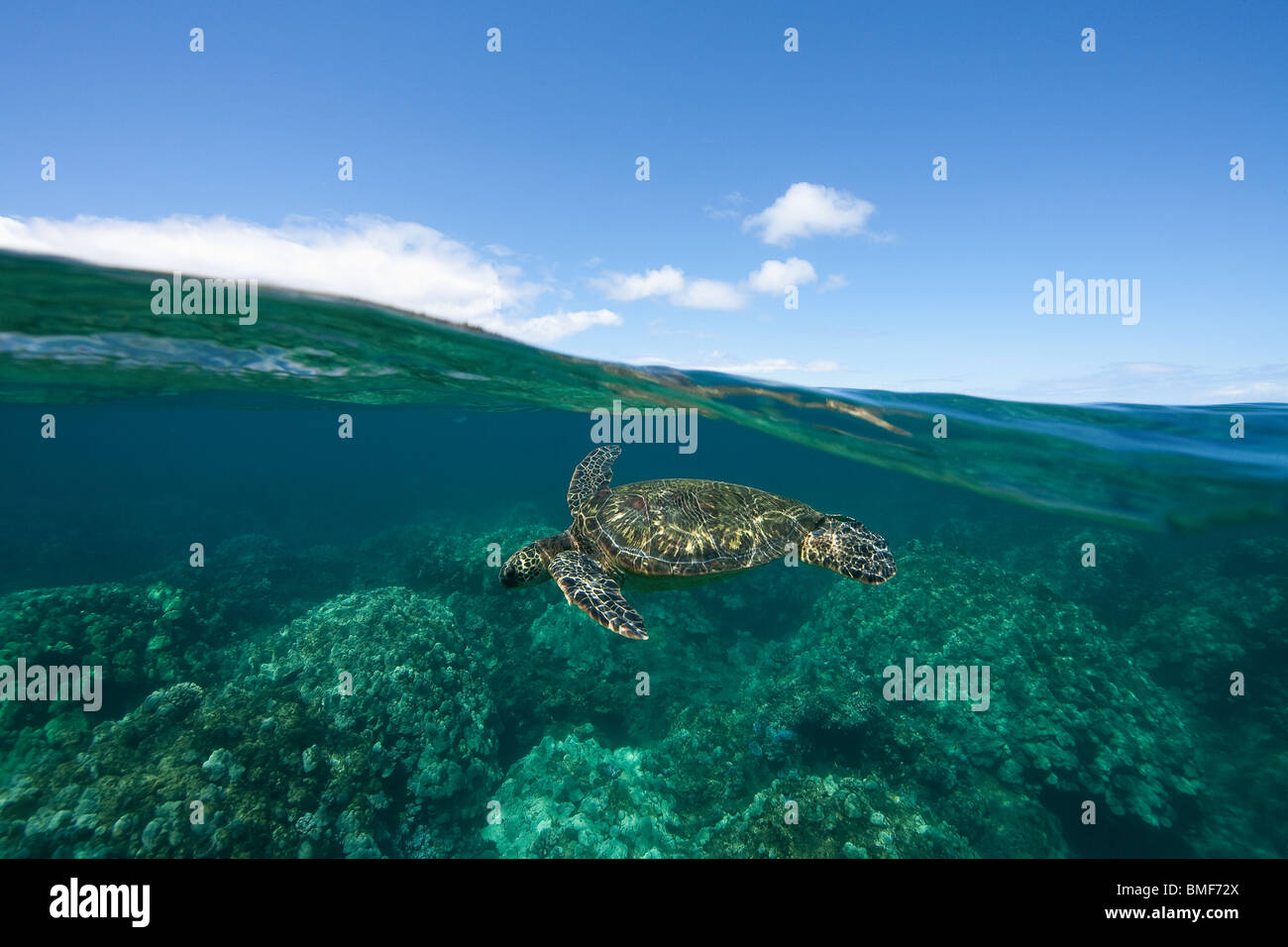 Oberhalb und unterhalb der grünen Meeresschildkröte in West Maui, Hawaii. Stockfoto