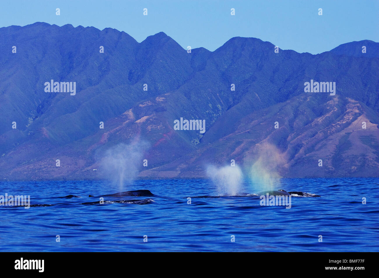 Wettbewerb-Pod von Buckelwalen in der Nähe von Molokai, Hawaii. Stockfoto