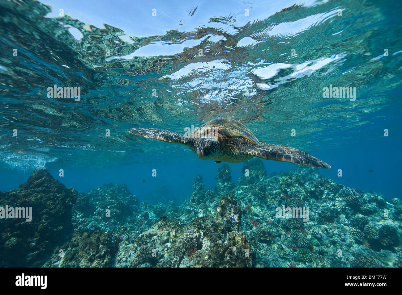 Grüne Meeresschildkröte ist ein alltäglicher Anblick in Maui, Hawaii. Stockfoto