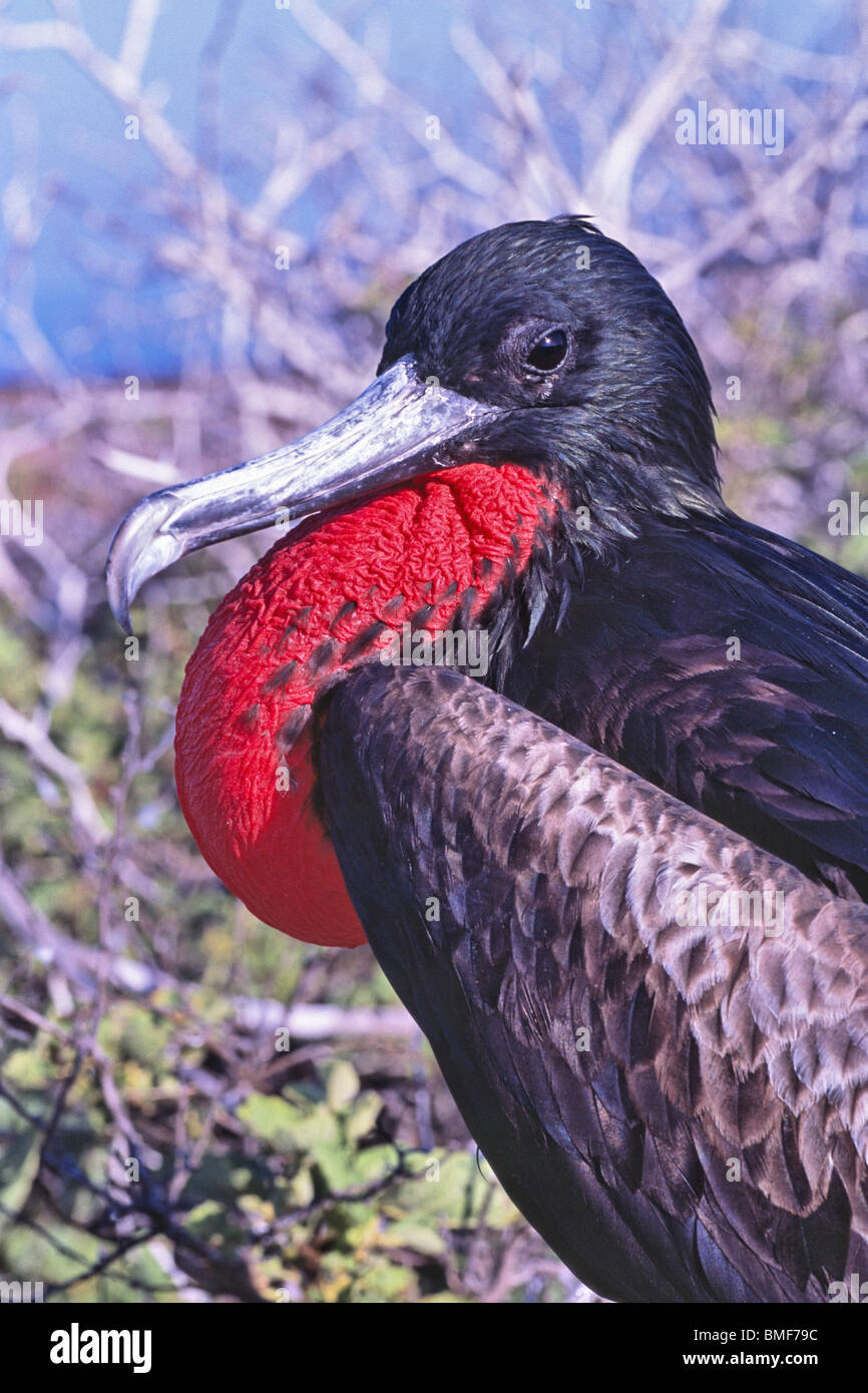 Männlichen großen Fregattvogel mit überhöhten roten Kehlsack, Galapagos Stockfoto