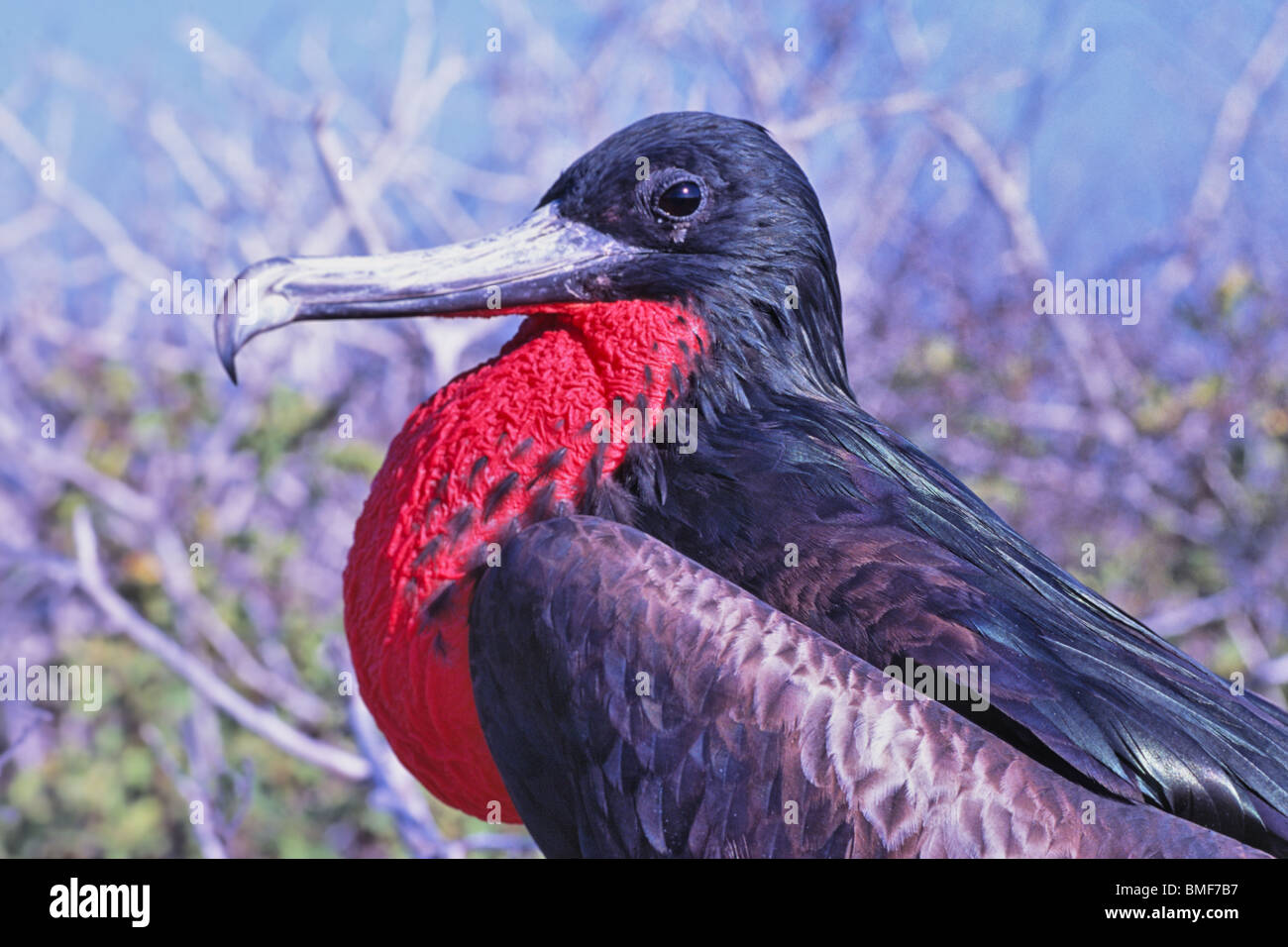 Männlichen großen Fregattvogel mit überhöhten roten Kehlsack, Galapagos Stockfoto