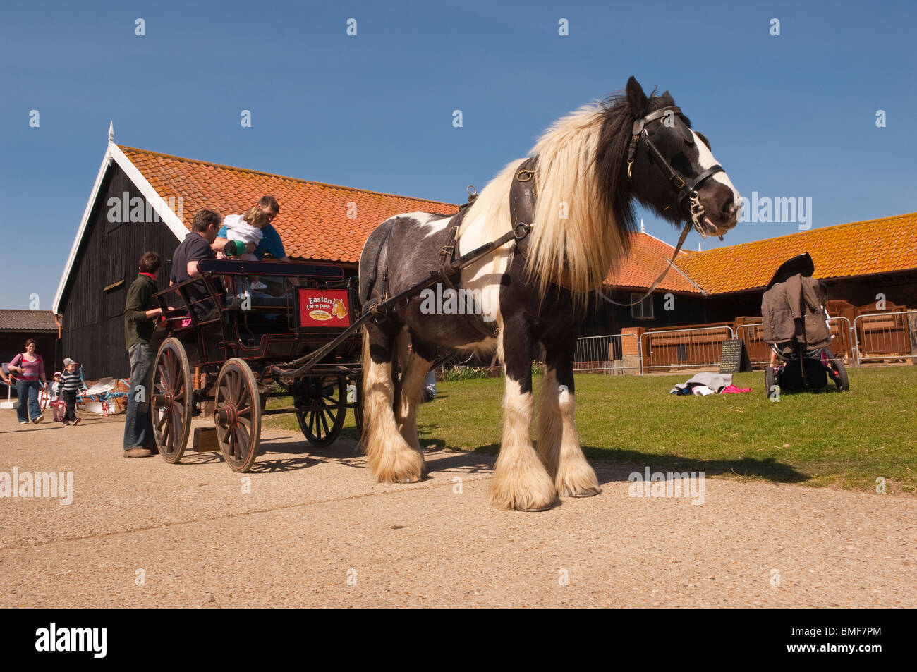 Ein Pony & Falle bei Easton Farm Park in Easton, Woodbridge, Suffolk, England, Großbritannien, Uk Stockfoto