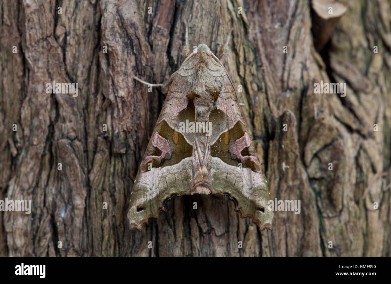 Winkel-Farbtöne - Phlogophora Meticulosa getarnt auf Baumstamm Stockfoto