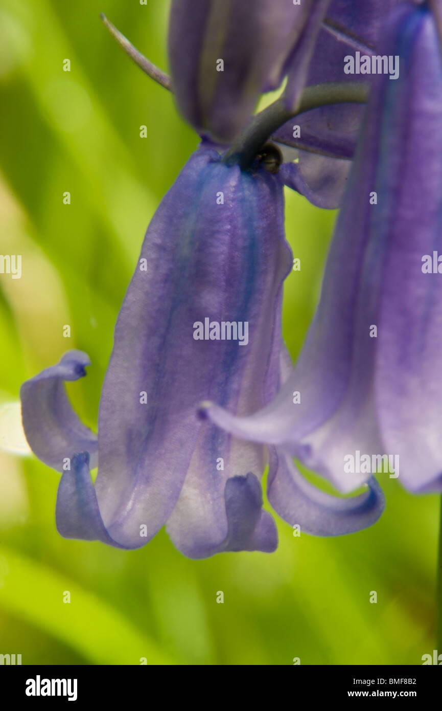 Nahaufnahme von Bluebell Blumen in voller Blüte Stockfoto
