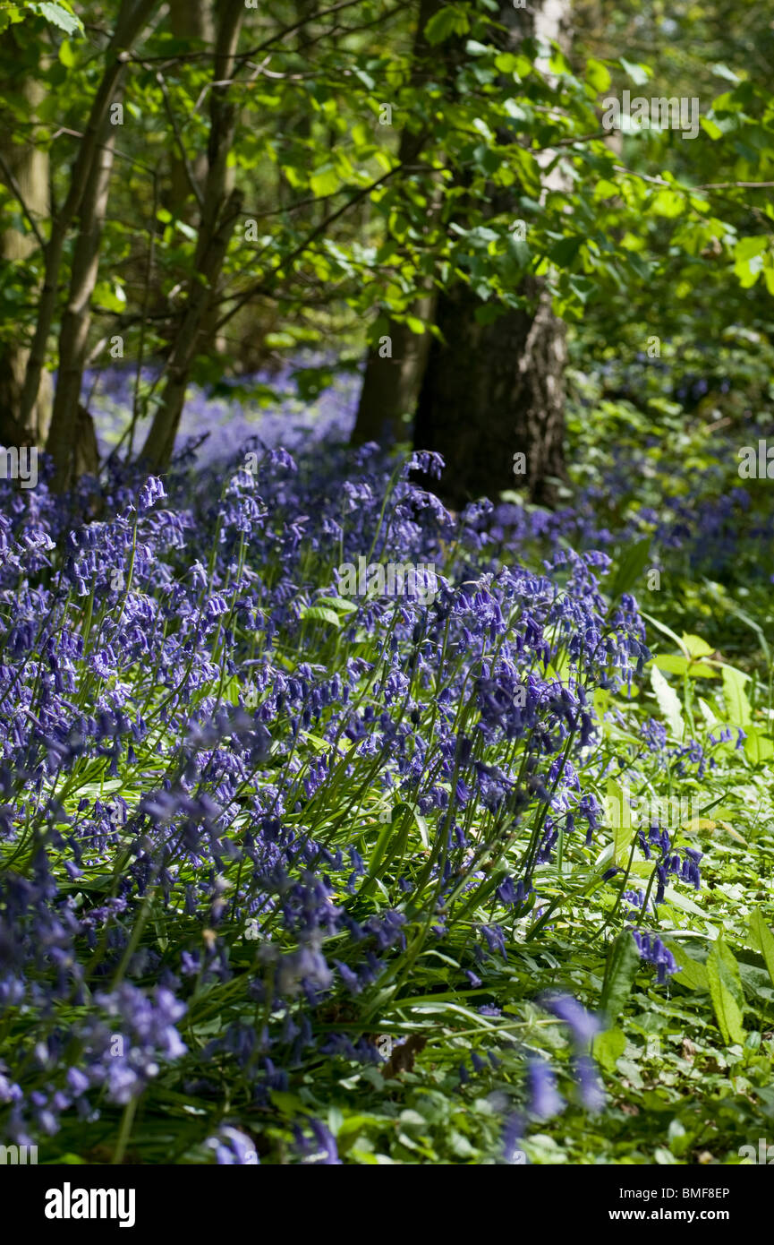 Eine Nahaufnahme von Glockenblumen, beugte sich zu der Sonne, in einer Lichtung im Wald eine Glockenblume Stockfoto