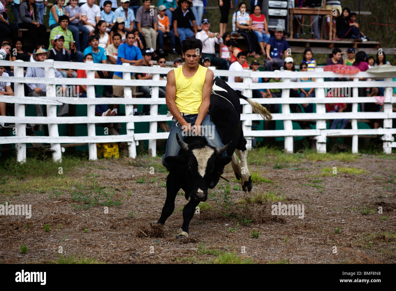 Ein Mann fährt einen Stier bei einem Rodeo-Wettbewerb in Vilcabamba in Ecuador Stockfoto