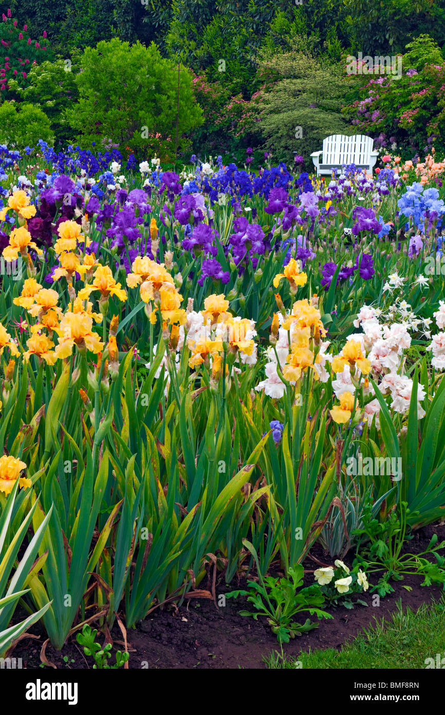 Frühling blüht im Schreiner Iris Display Garden in Oregon des Marion County. Stockfoto