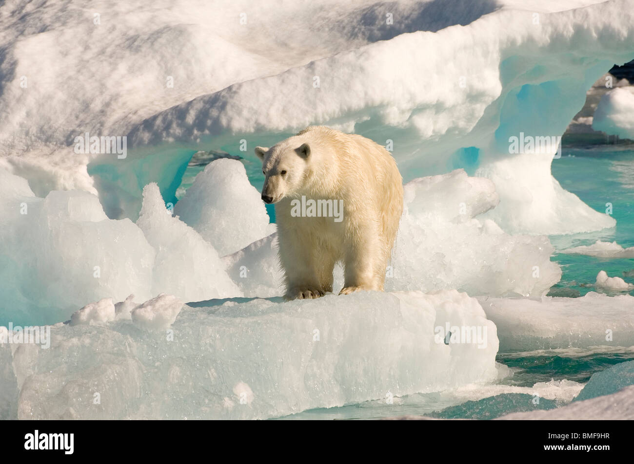 Eisbär auf schwimmenden Eis, Davisstraße, sehen, Labrador, Labrador, Kanada Stockfoto