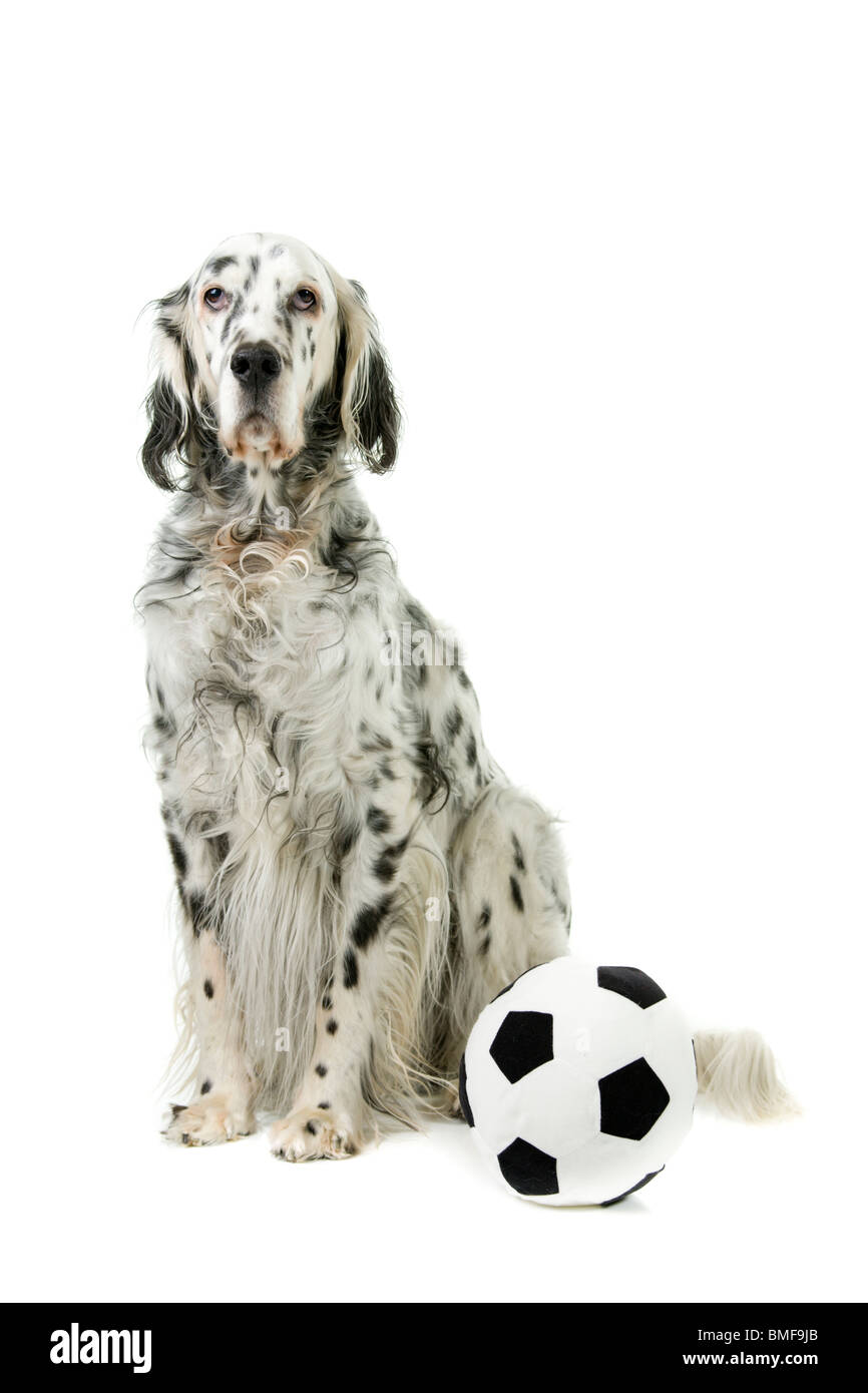 Hund mit Fußball Stockfoto