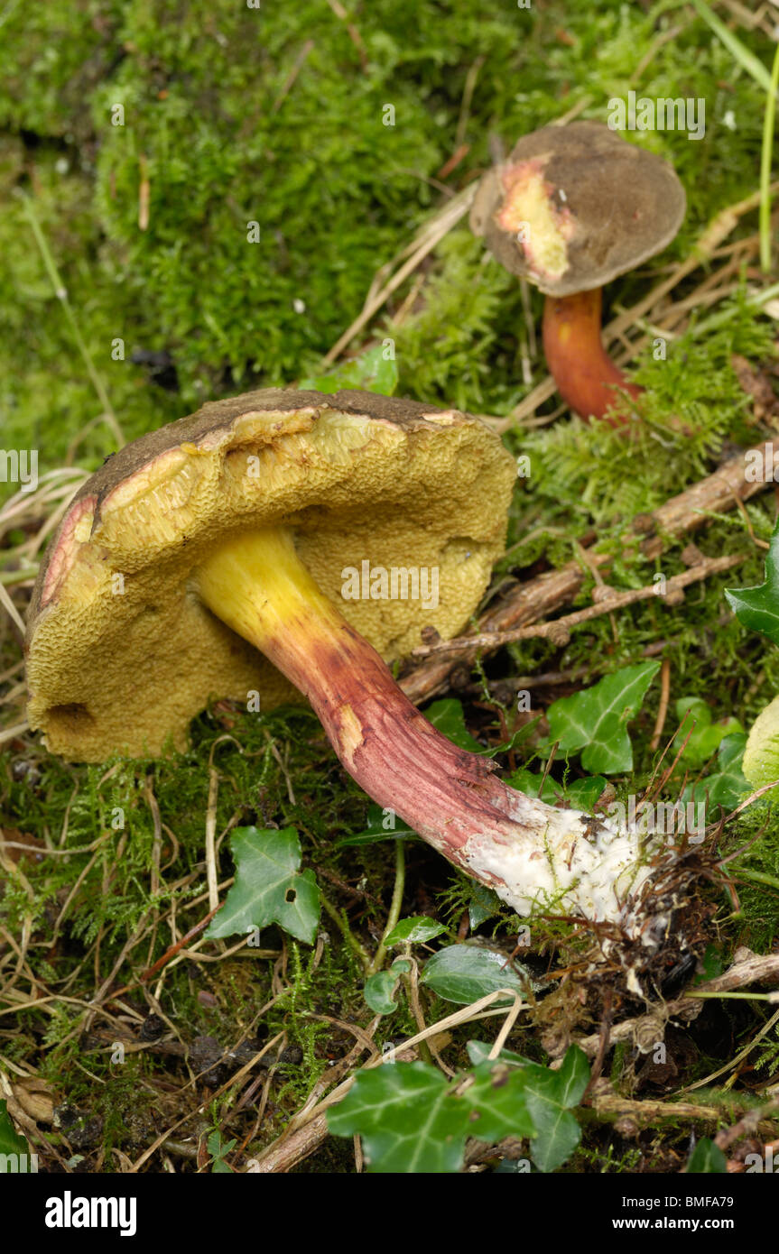 Rot knacken Bolete, Boletus Chrysenteron, Pilze im Mischwald ...