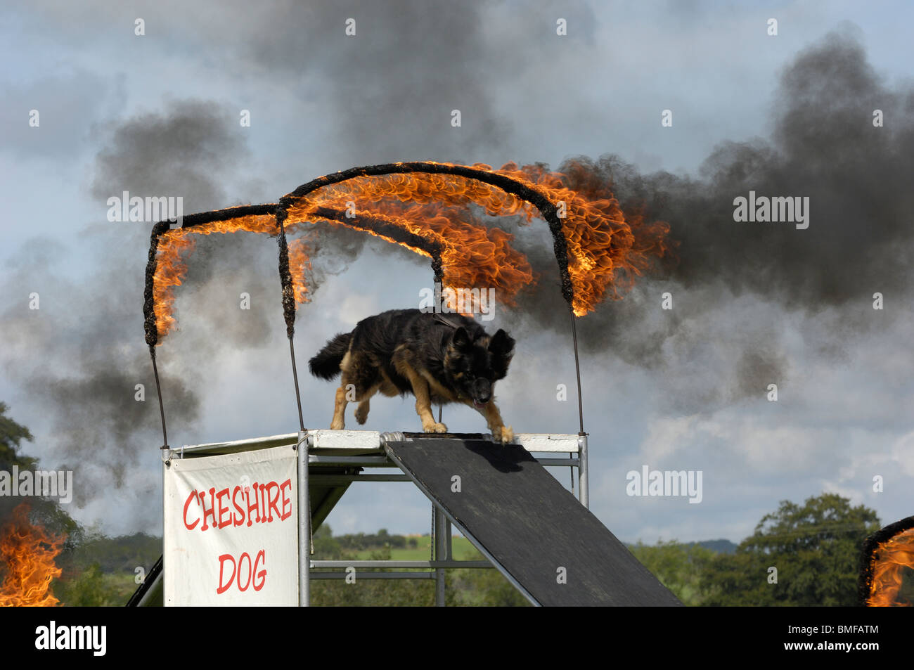 Anzeige Hundegespann, Stewartry Agricultural Show 2009, Castle Douglas, Dumfries & Galloway, Schottland Stockfoto