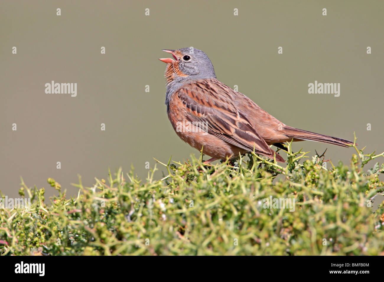 Cretzschmar Bunting Gesang auf der griechischen Insel Lesbos Stockfoto