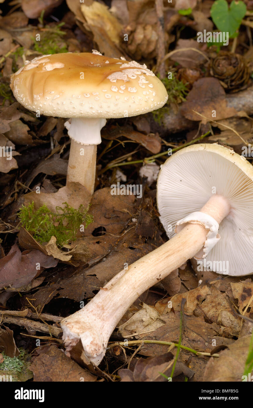 Das Rouge, Amanita Rubescens, Pilze im Mischwald Stockfoto