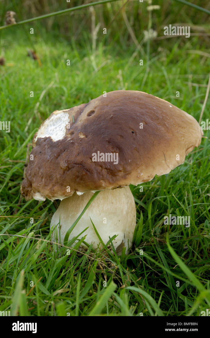 Penny Bun, Boletus Edulis, Pilze gesehen unter Föhren, Dumfries & Galloway, Schottland Stockfoto