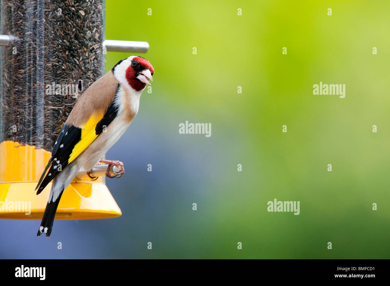 Stieglitz auf ein Nyjer Samen Vogelhaus im Garten Stockfoto