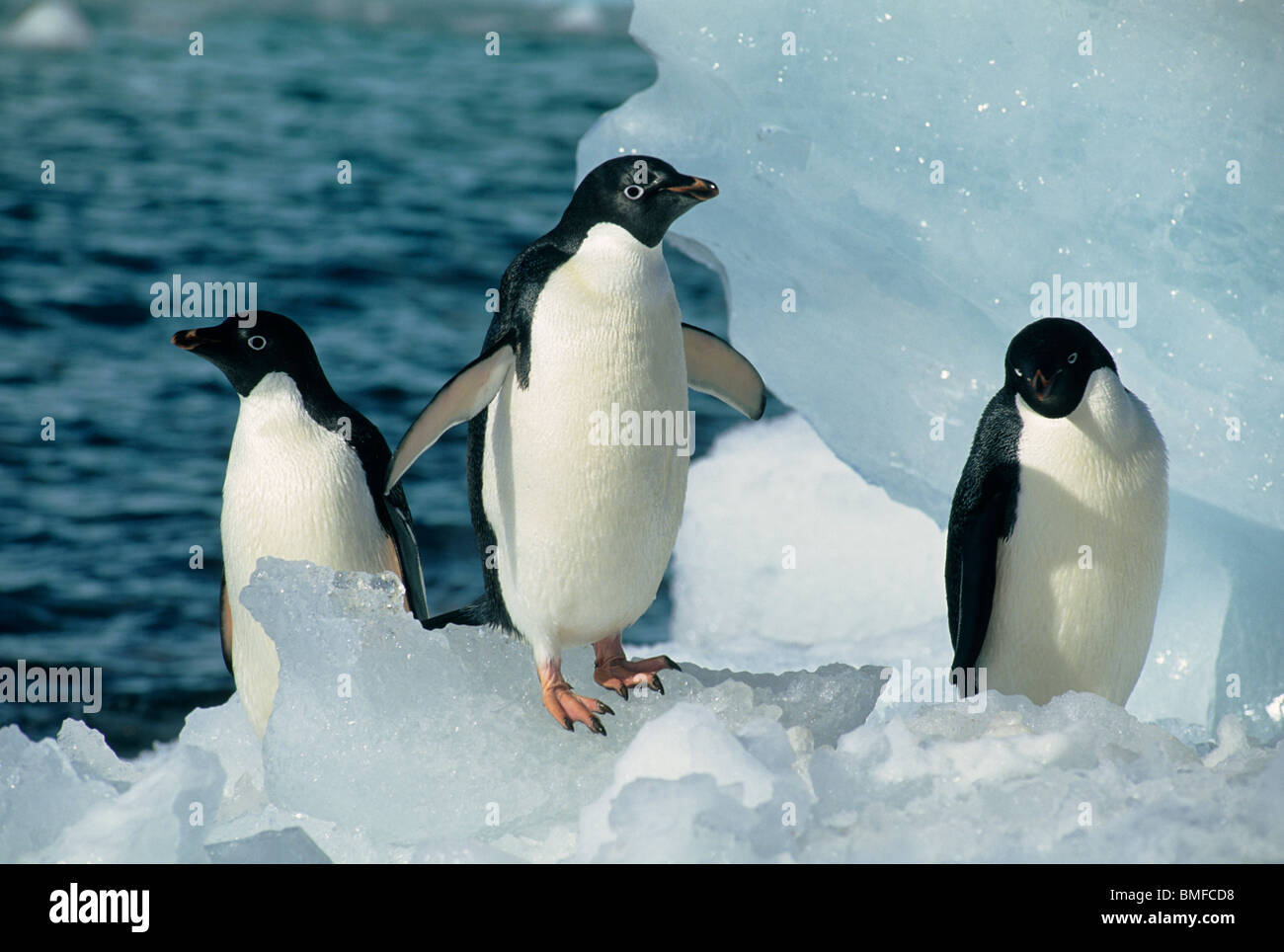 Adelie-Pinguine, (Pygoscelis Adeliae), auf dem Eis der Antarktis. Stockfoto