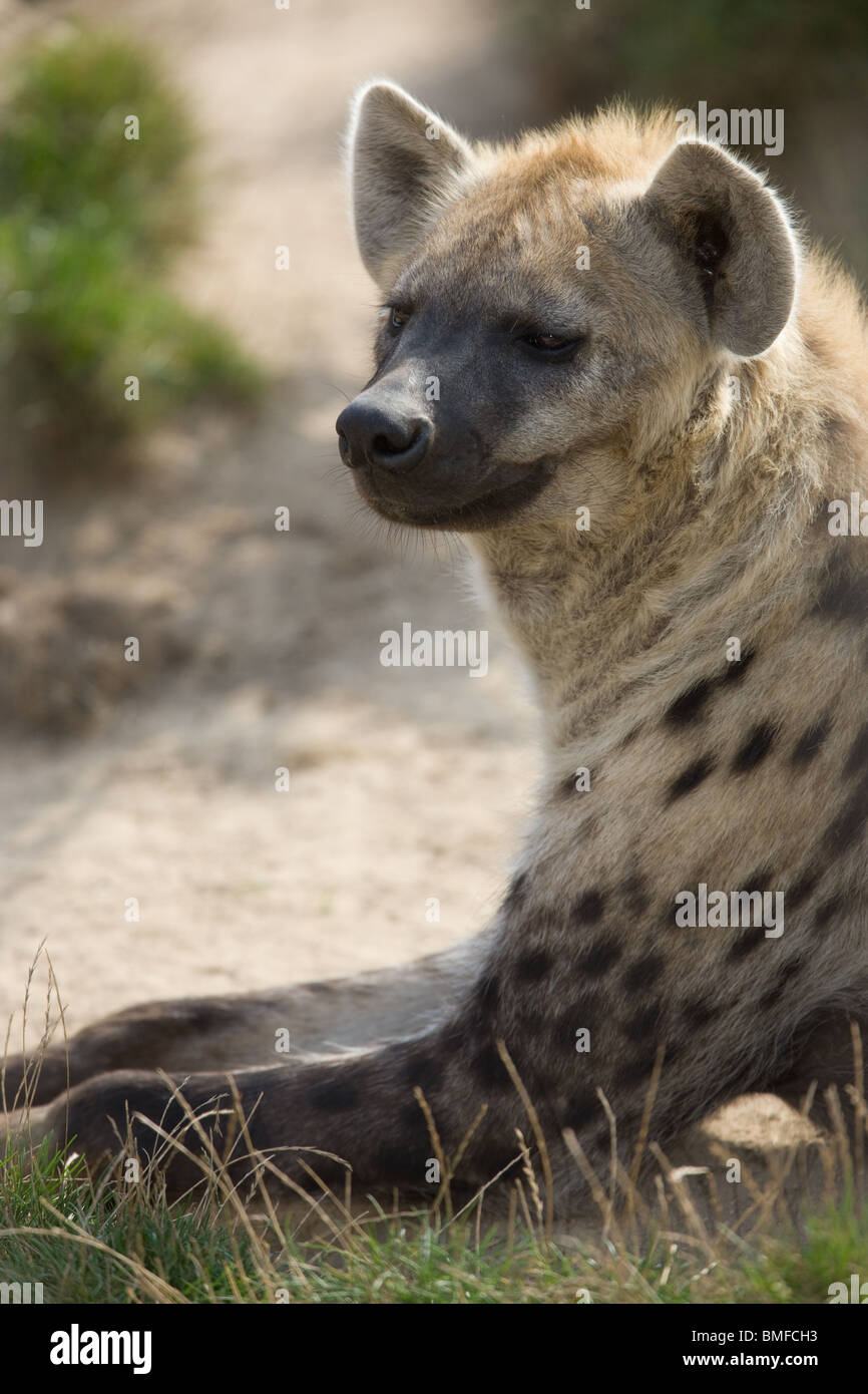 Gefleckte Hyänen - Crocutua crocutua Stockfoto