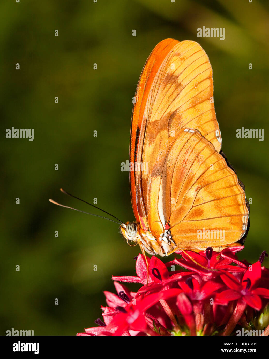 Schmetterling Stockfoto