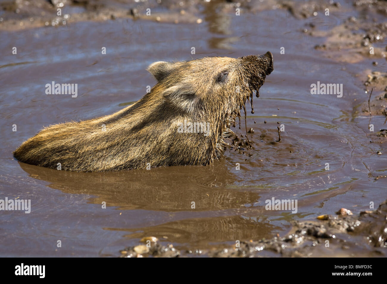 Wildschwein-Ferkel unter ein Schlammbad - Sus scrofa Stockfoto