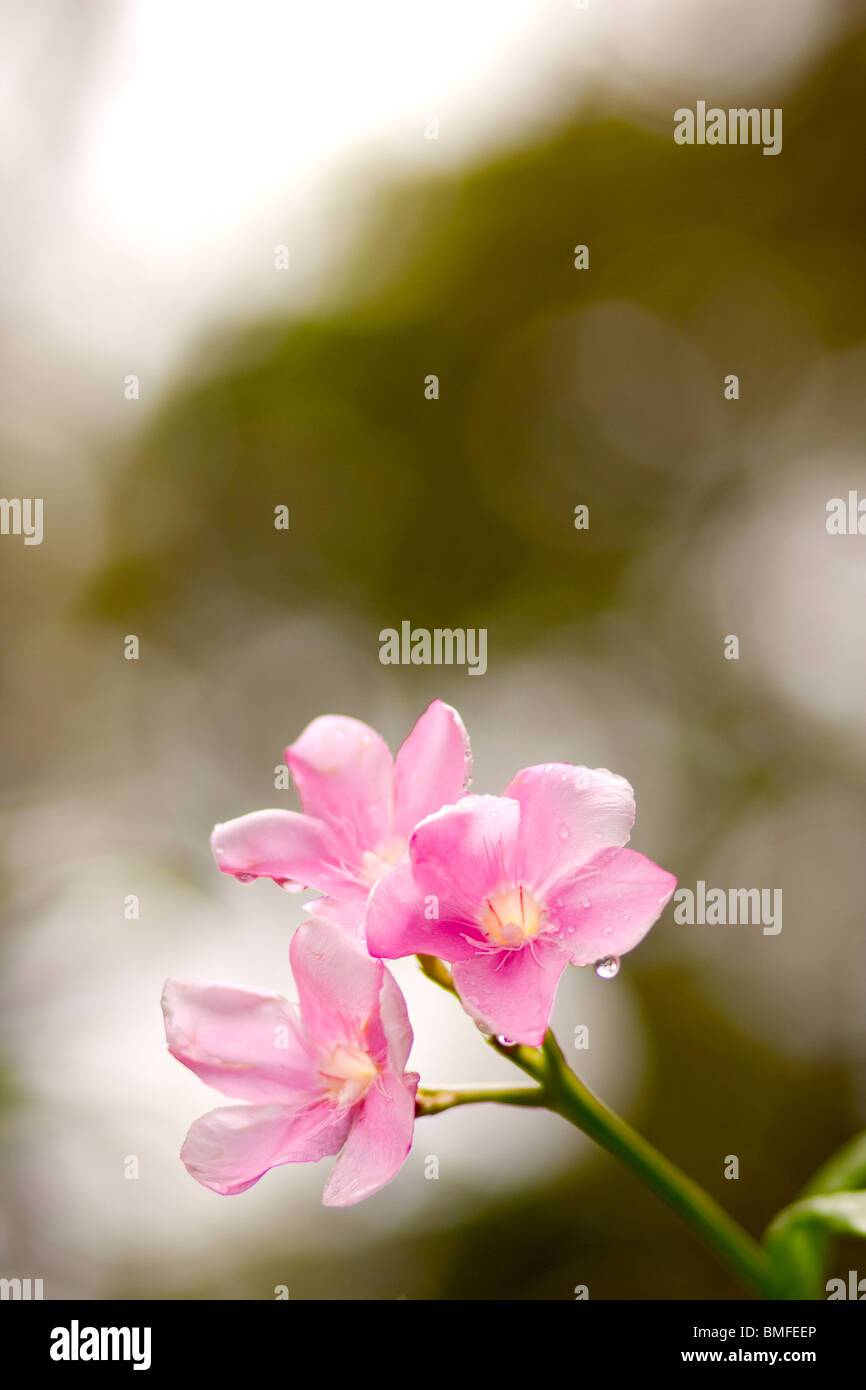 Drei rosa Blüten mit Blättern und Stielen und Wassertropfen Stockfoto