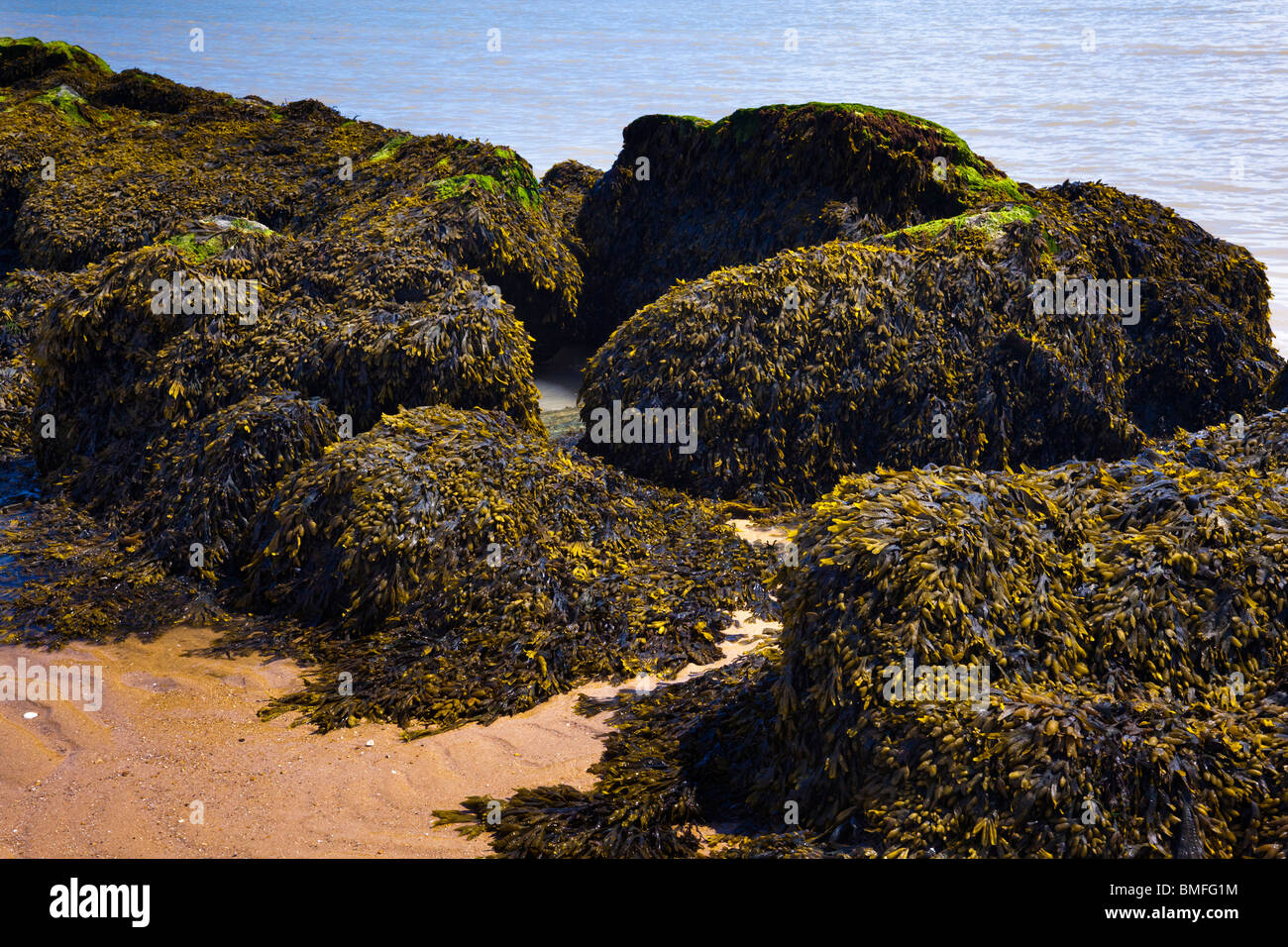 Seetang bedeckt Felsen am Strand in UK Stockfoto