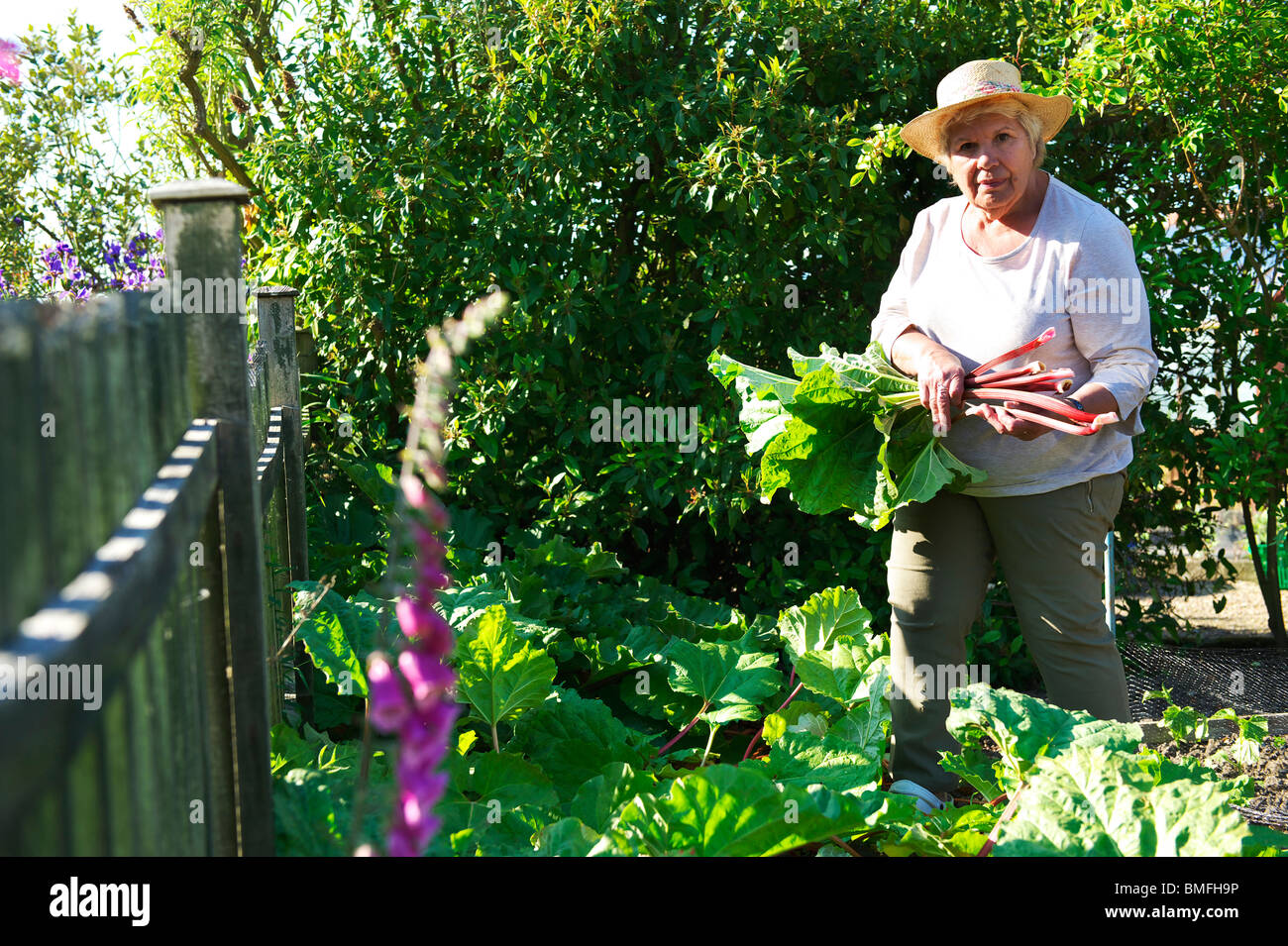 Mittlere gealterte weibliche Gärtner Kommissionierung Rhabarber in einem Bauernhaus Garten Stockfoto