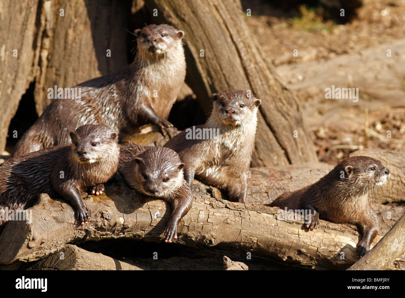 Eine Familie von Otter in der Sonne auf gefällten Baumstämmen Stockfoto
