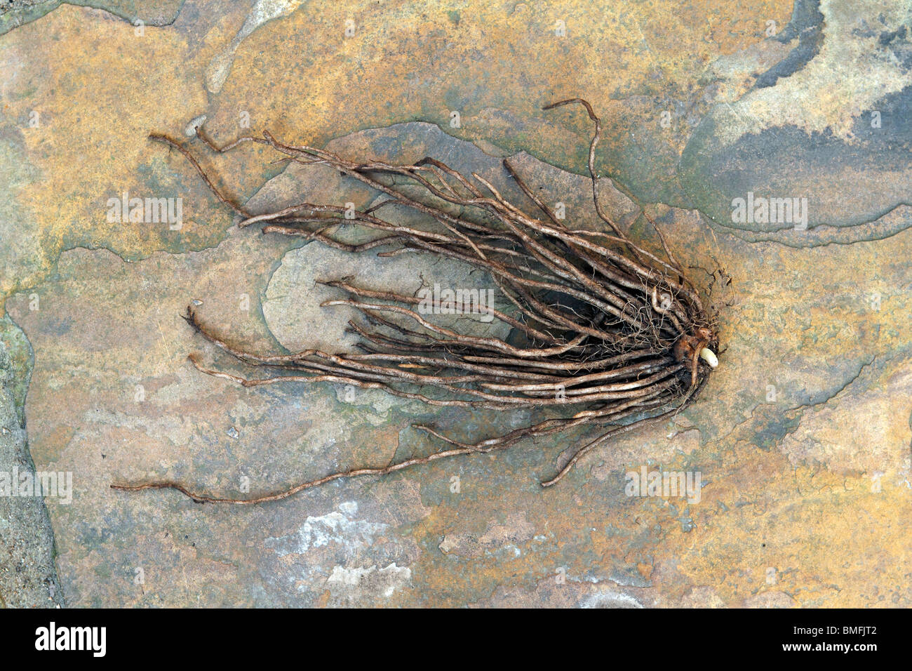 Spargel 1 Jahr alt krönen mit dem schießen Knospe legte auf einem Stück natürliche Sandstein Stockfoto