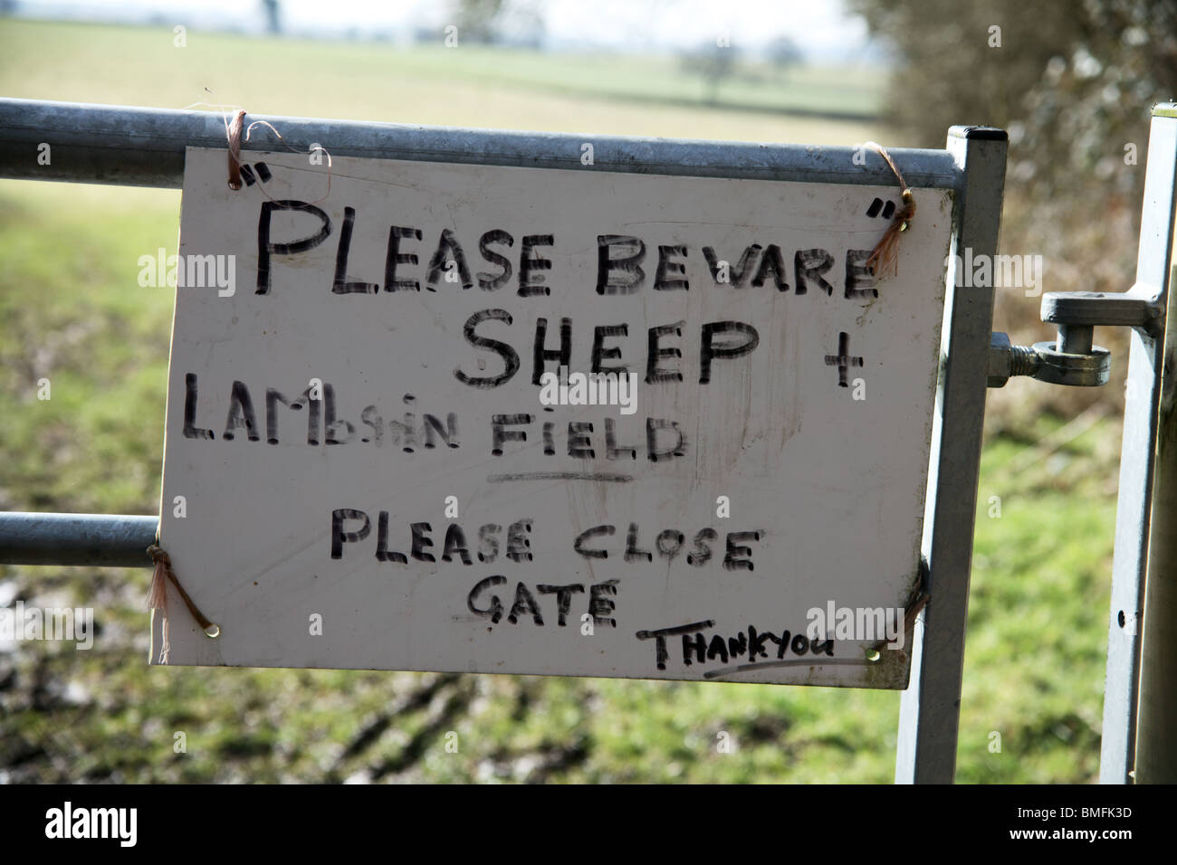 Warnung auf ein Tor von Lämmern in einem Feld auf einen öffentlichen Fußweg Stockfoto