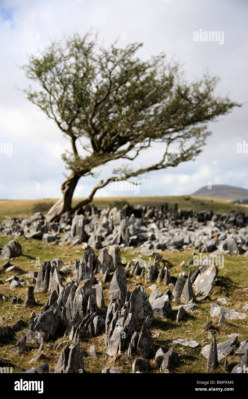 Windgepeitschten Baum und Kalkstein, Brecon Beacons, Wales, UK Stockfoto